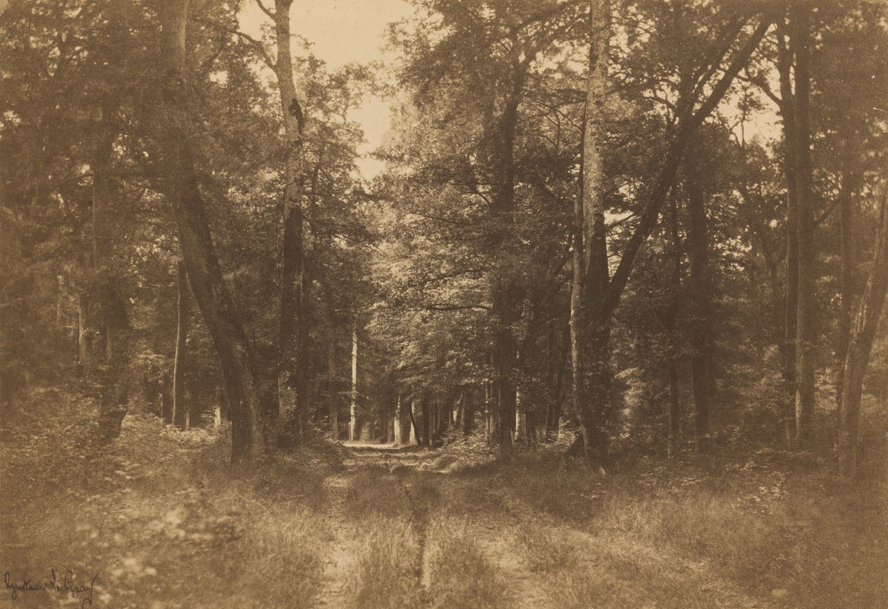 Bas-Bréau, Forest of Fontainebleau, 1849-1852 by Gustave Le Gray