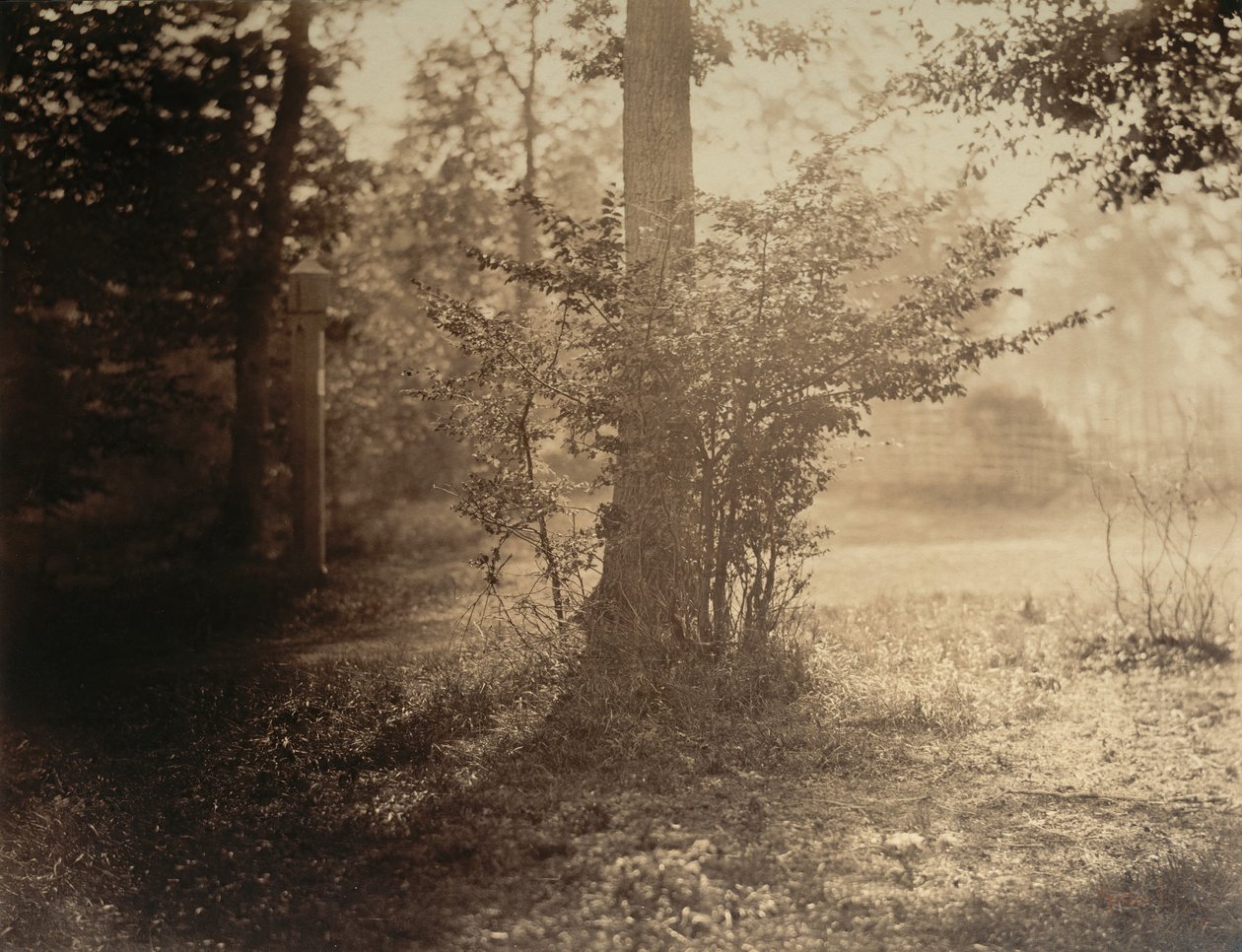 Tree Study, Forest of Fontainebleau by Gustave Le Gray