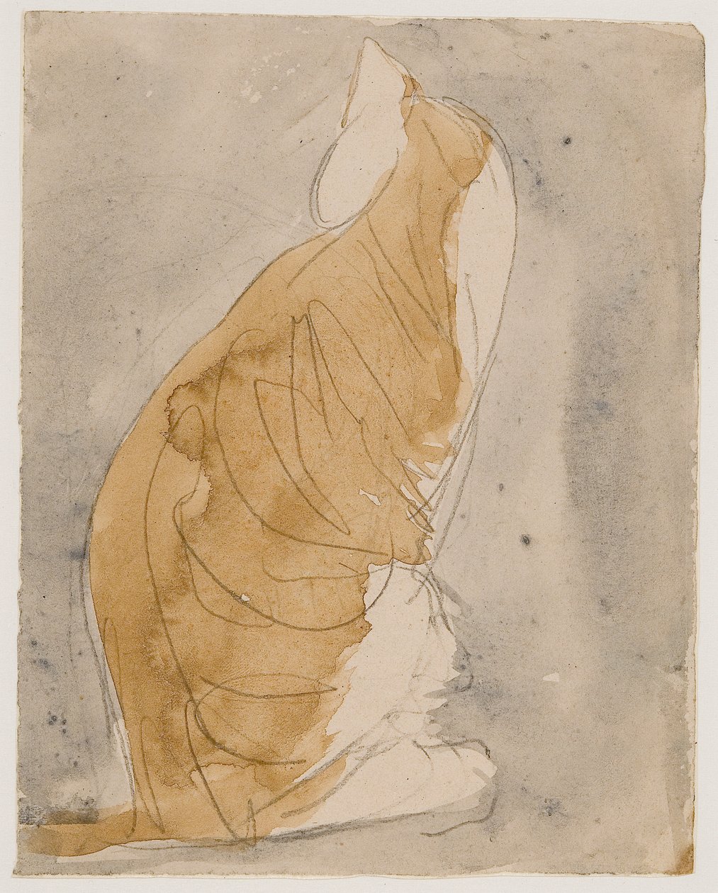 Study of a Cat by Gwen John