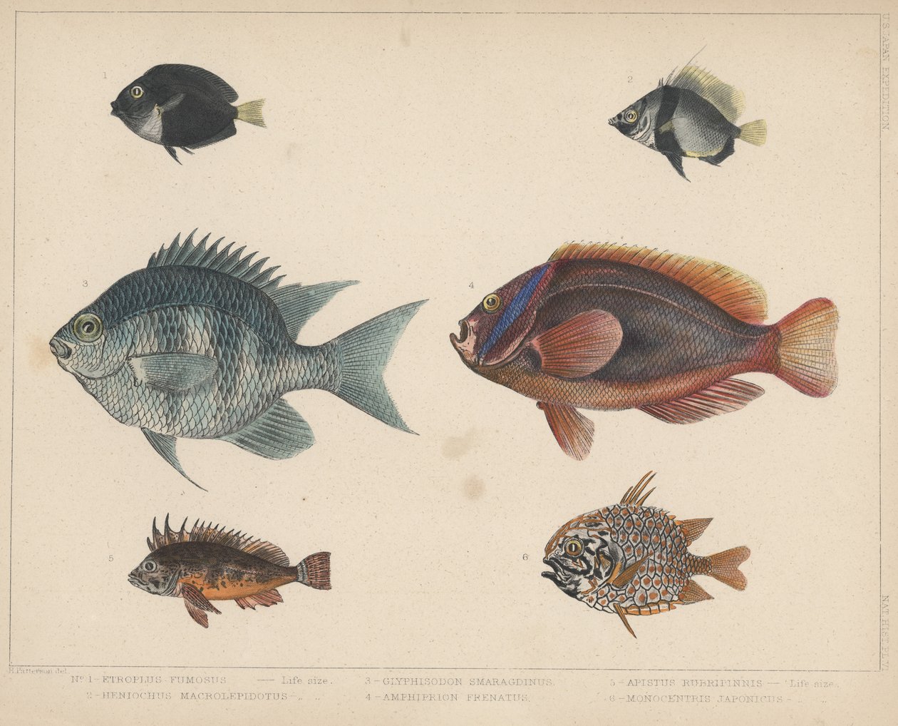1. Etroplus Fumosus, 2. Heniochus Macrolepidotus, 3. Glyphisodon Smaragdinus, 4. Amphiprion Frenatus, 5. Apistus Rubrippinis, 6. Monocentris Japonicus by H. Patterson