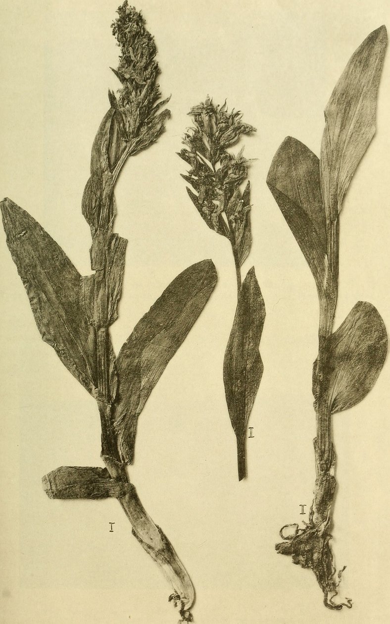 Annals of the Imperial Natural History Court Museum (1914) by Hans Fleischmann