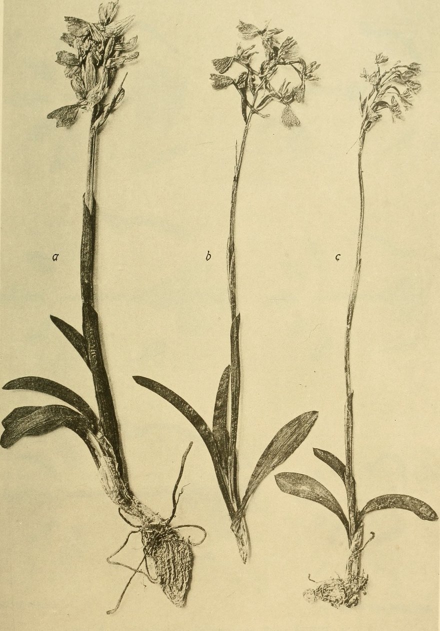 Annals of the Imperial Natural History Museum (1914) by Hans Fleischmann