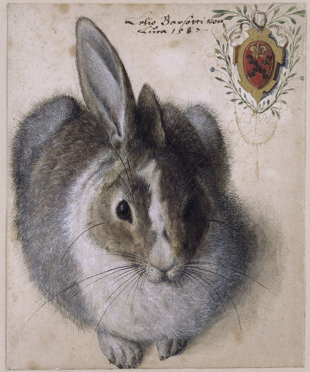 A Lying Hare, Seen from the Front, with a Coat of Arms by Hans Hoffmann