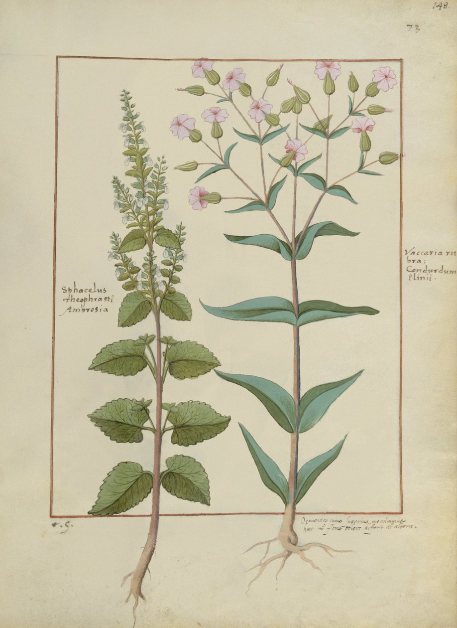 Illustration from the Book of Simple Medicines by Mattheaus Platearius by Hans Sichelbein Sichelbein