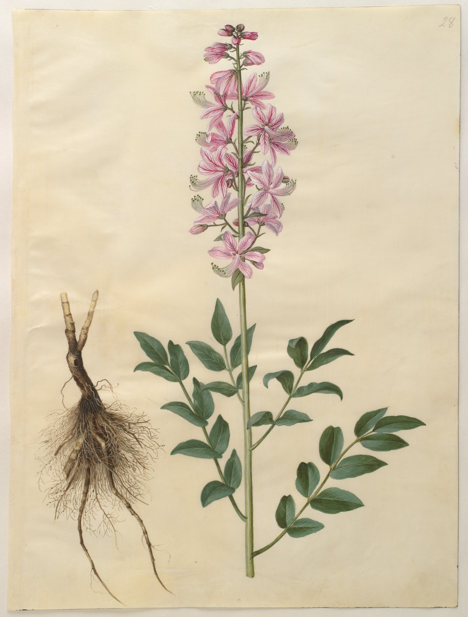 Dictamnus albus from the album Gottorfer Codex by Hans Simon Holtzbecher