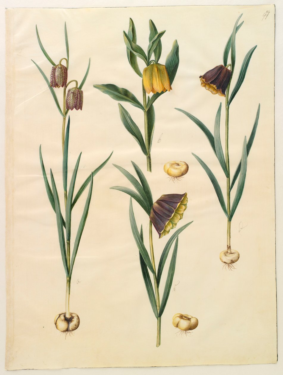 Fritilleria meleagris from the album Gottorfer Codex by Hans Simon Holtzbecher