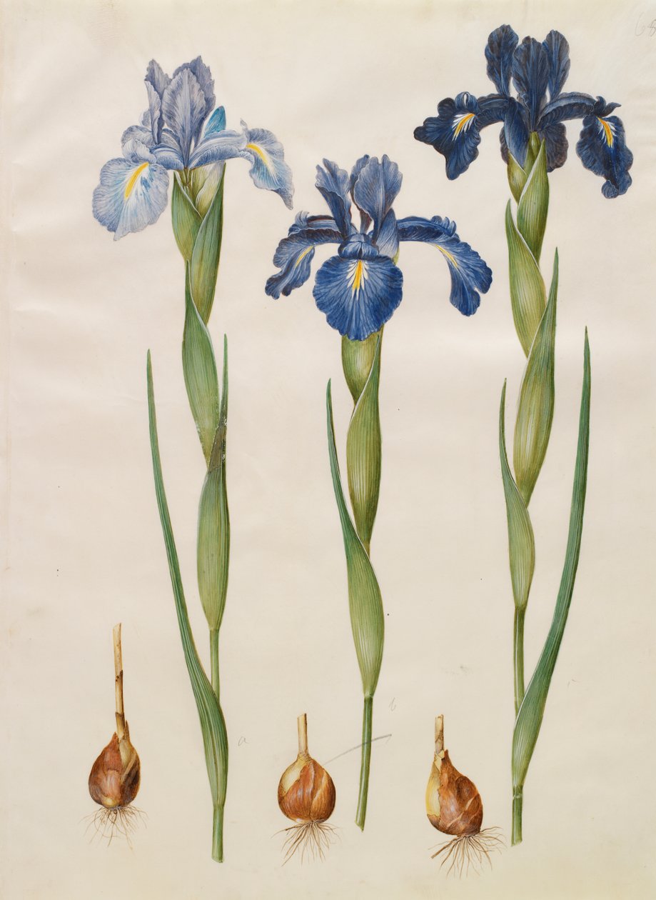 Iris xiphiodes from the album Gottorfer Codex by Hans Simon Holtzbecher