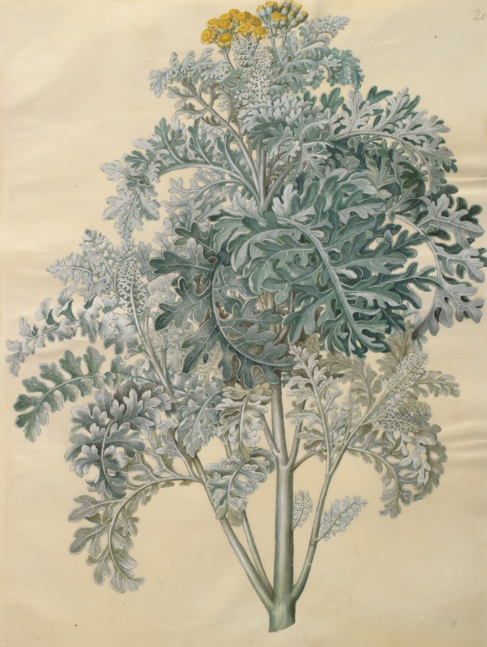 Jacobaea maritima from the album Gottorfer Codex by Hans Simon Holtzbecher