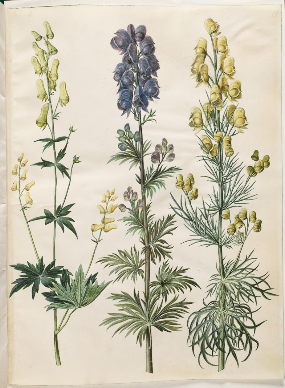 Aconitum lycoctonum (nordisk stormhat); Aconitum napellus (ægte stormhat); Aconitum anthora (finbladet stormhat) by Hans Simon Holtzbecker