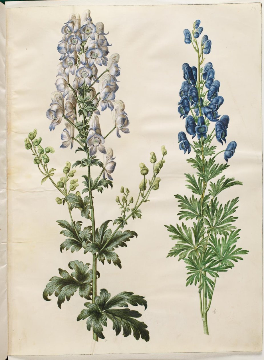 Aconitum variegatum (Variegated Monkshood); Aconitum napellus (True Monkshood) by Hans Simon Holtzbecker