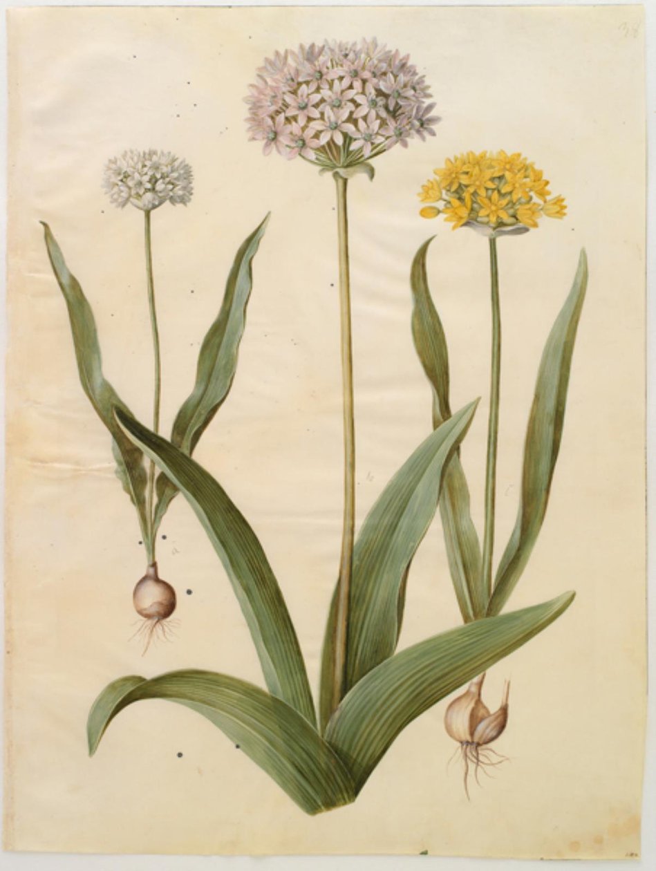 Allium moly (Golden Garlic); Allium nigrum (Black Garlic) by Hans Simon Holtzbecker