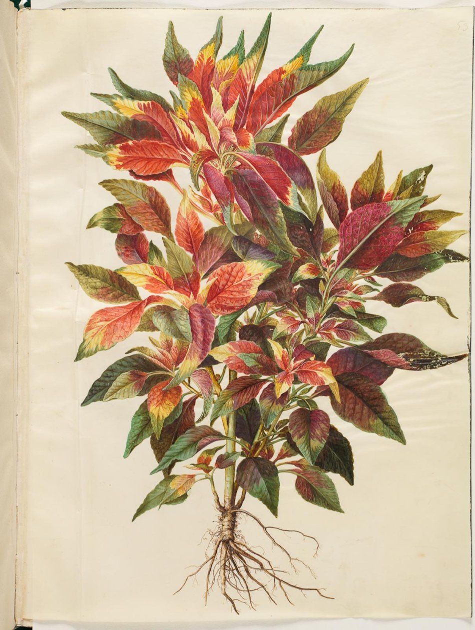 Amaranthus tricolor (Parrot Amaranth) by Hans Simon Holtzbecker