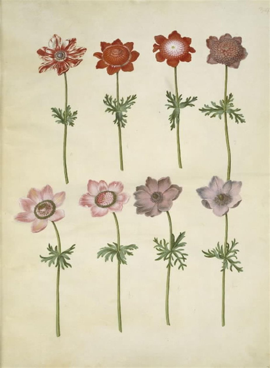Anemone Coronaria (French Anemone) by Hans Simon Holtzbecker