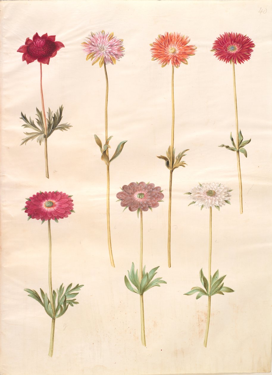 Anemone coronaria; Anemone ×fulgens by Hans Simon Holtzbecker