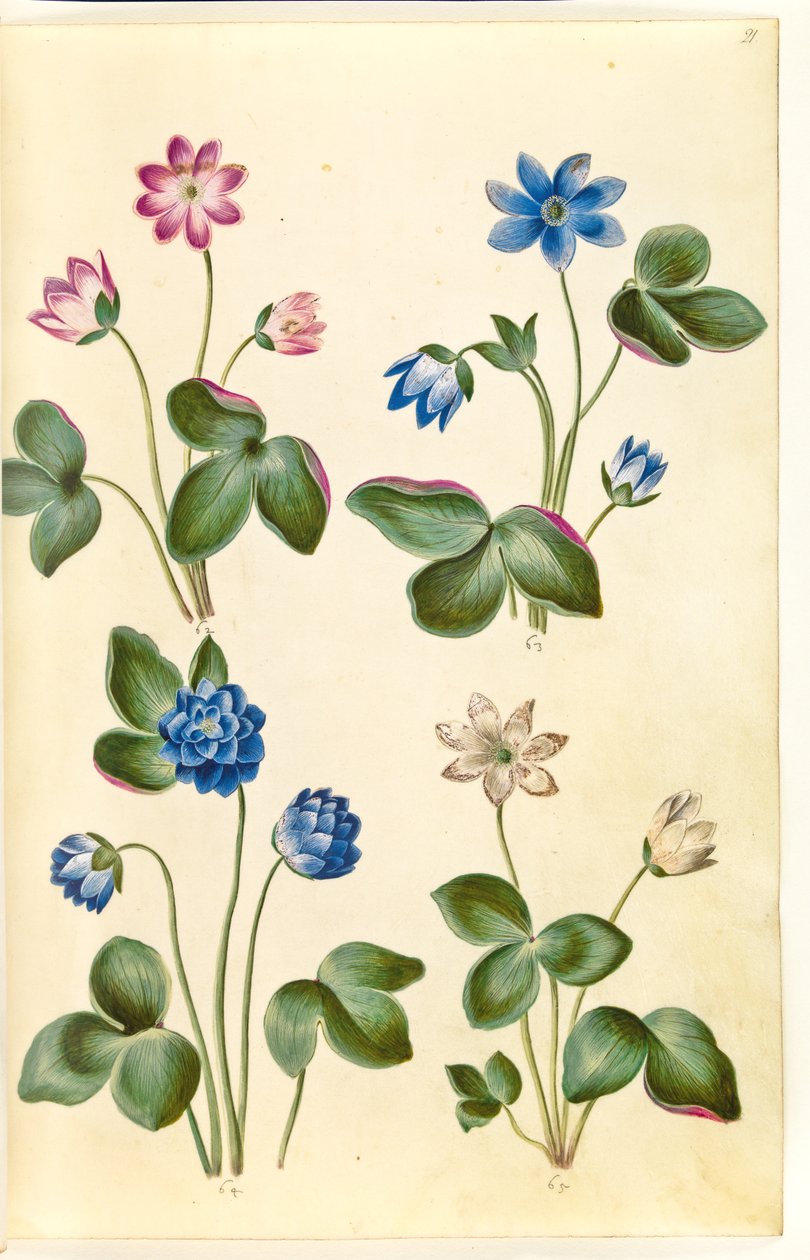 Anemone hepatica (blue anemone) by Hans Simon Holtzbecker