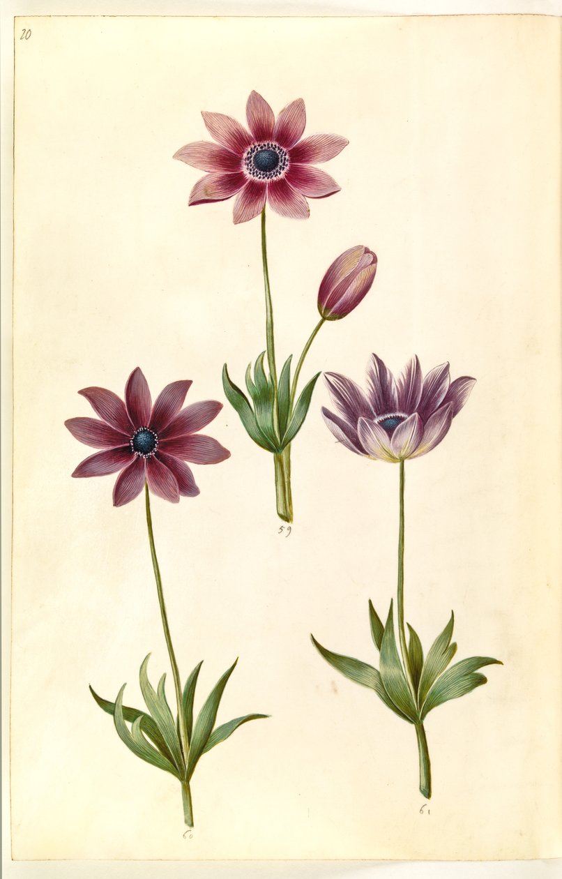 Anemone pavonina (påfugle-anemone) by Hans Simon Holtzbecker