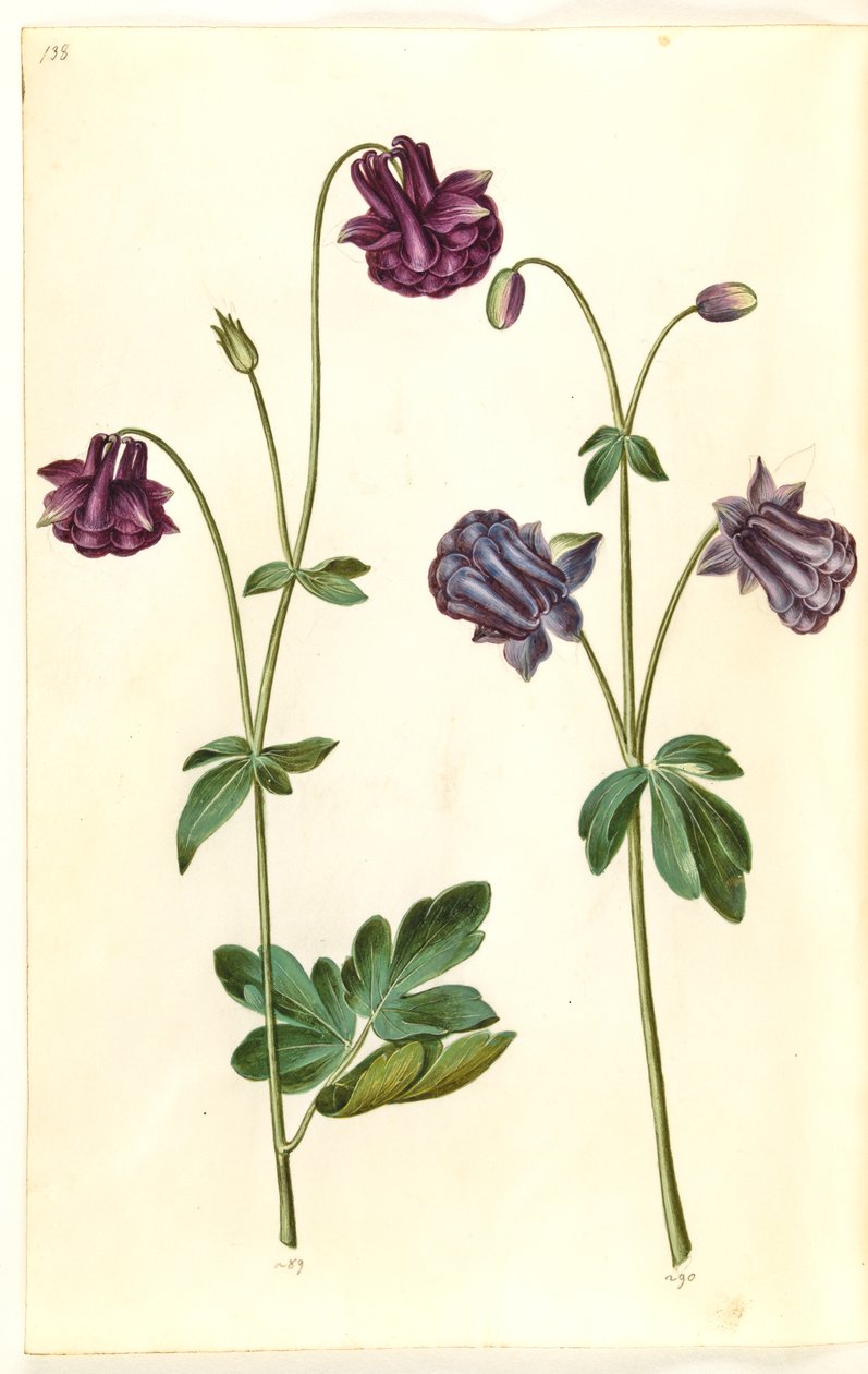 Aquilegia vulgaris (almindelig akeleje) by Hans Simon Holtzbecker