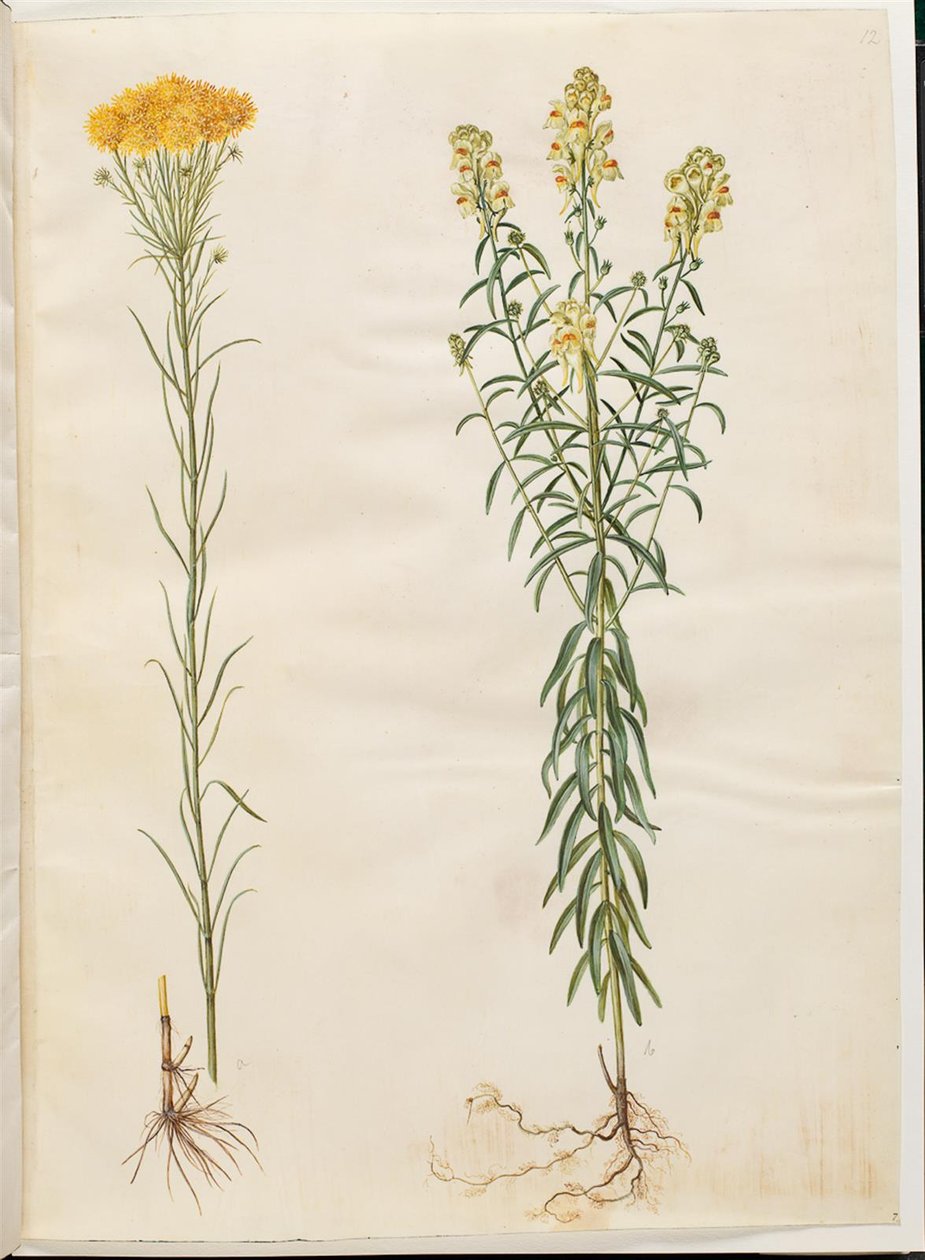 Aster Linosyris (Goldilocks Aster); Linaria Vulgaris (Common Toadflax) by Hans Simon Holtzbecker