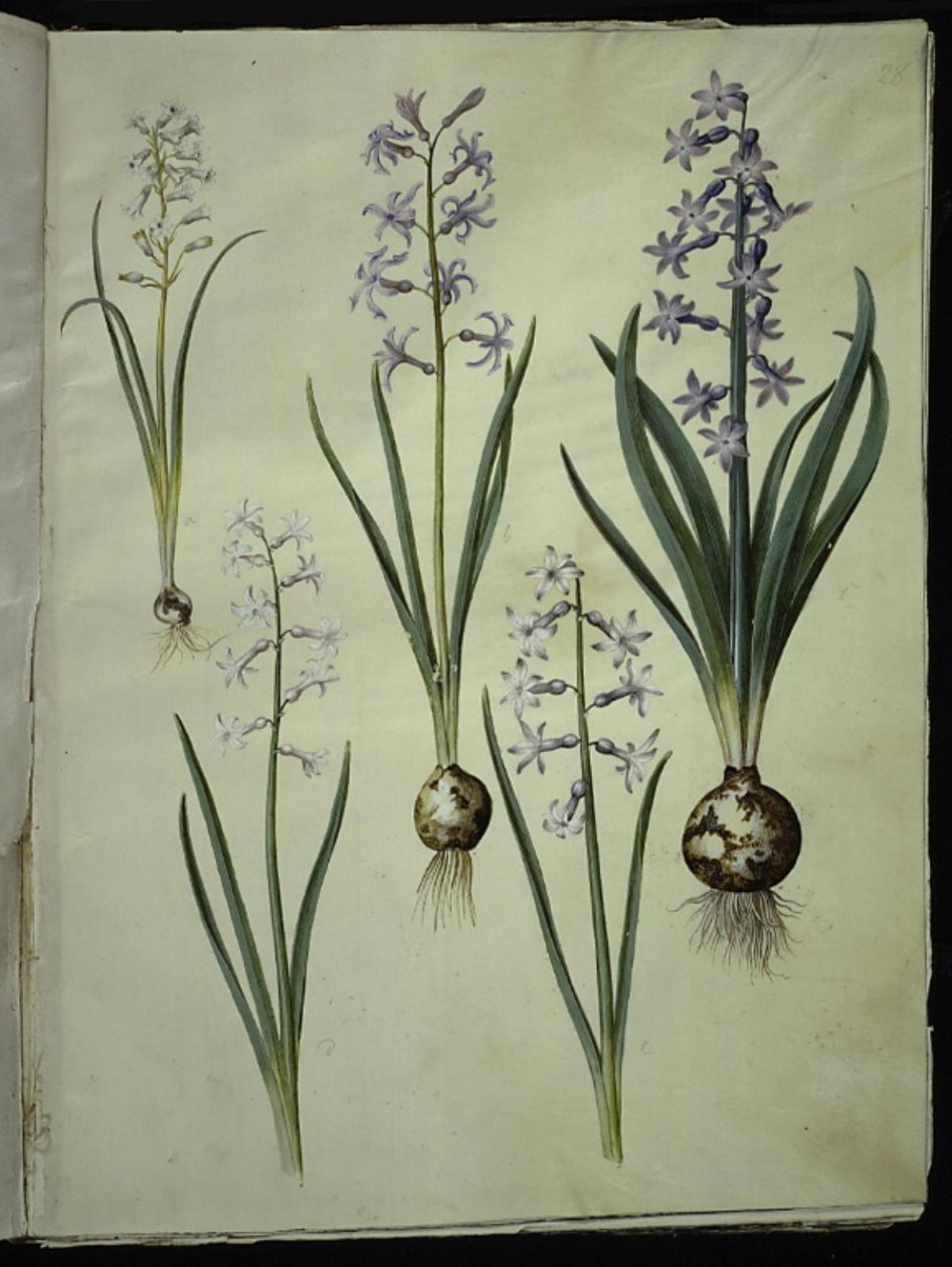 Brimeura Amethystina (Pyrenean Hyacinth); Hyacinthus Orientalis (Common Hyacinth) by Hans Simon Holtzbecker