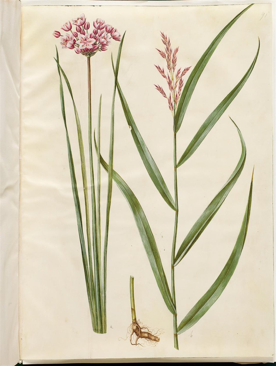 Butomus umbellatus (Flowering Rush); Phragmites australis (Common Reed) by Hans Simon Holtzbecker