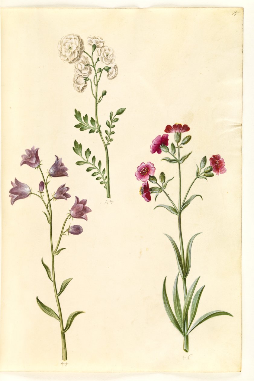 Cardamine pratensis (Cuckooflower); Campanula rotundifolia (?) (Harebell); Silene vulgaris (?) (Bladder Campion) by Hans Simon Holtzbecker