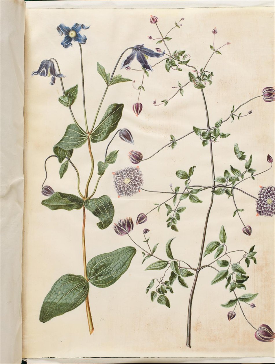 Clematis integrifolia (Blue Clematis); Clematis viticella (Italian Clematis) by Hans Simon Holtzbecker