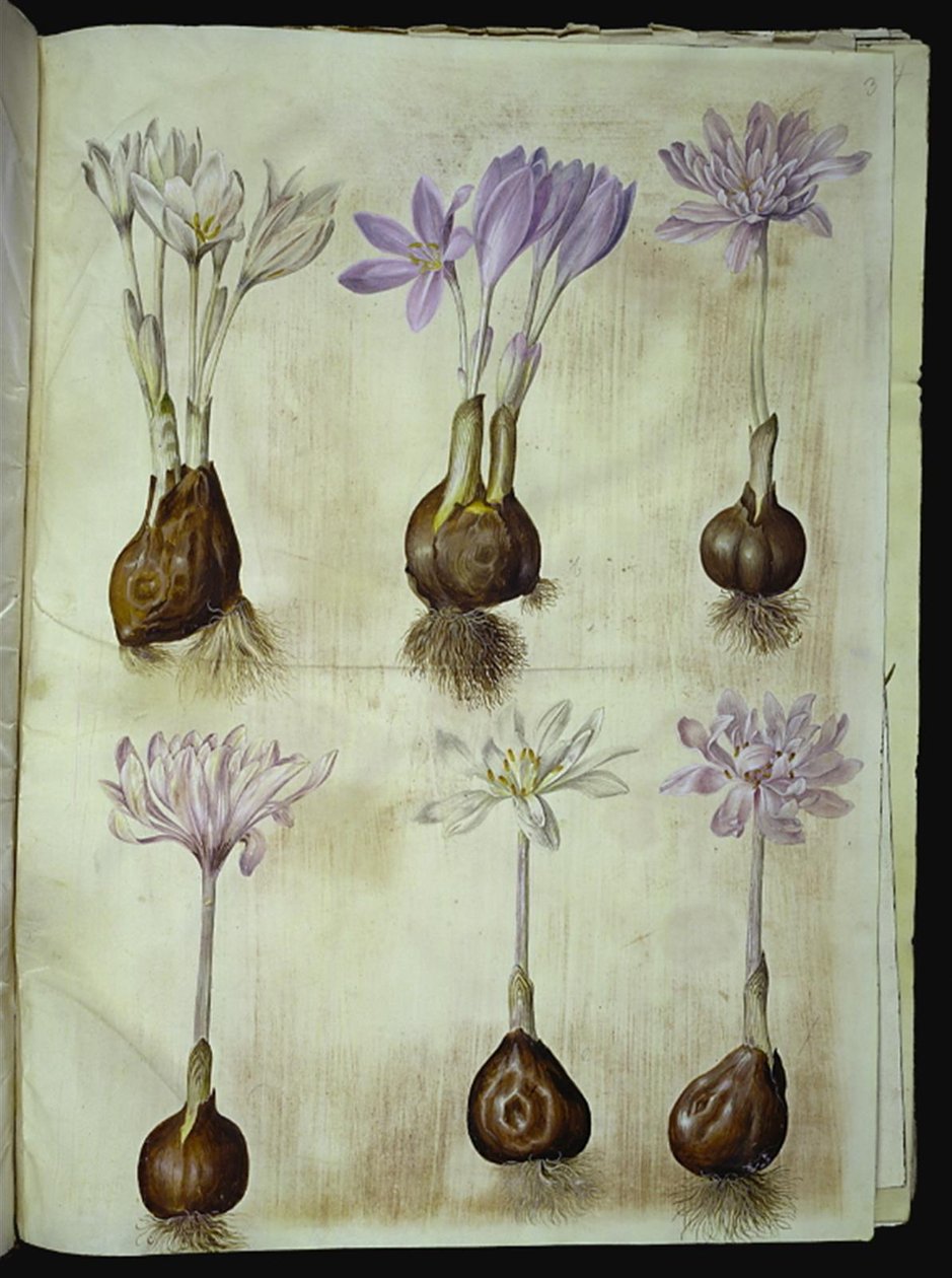 Colchicum autumnale (Autumn Crocus) by Hans Simon Holtzbecker