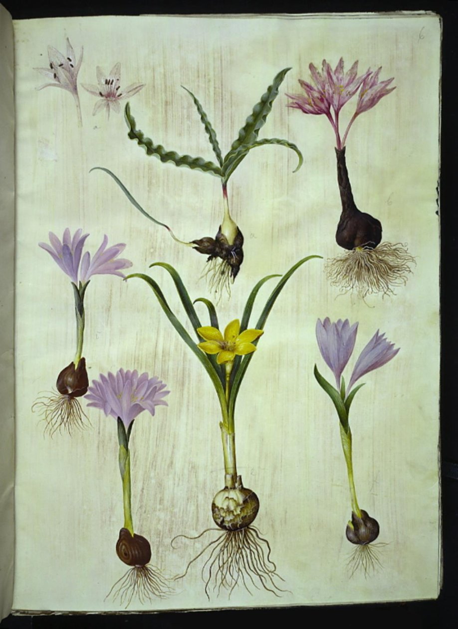 Colchicum variegatum (Spotted Meadow Saffron); Bulbocodium vernum (Spring Meadow Saffron); Sternbergia lutea (Yellow Sternbergia) by Hans Simon Holtzbecker