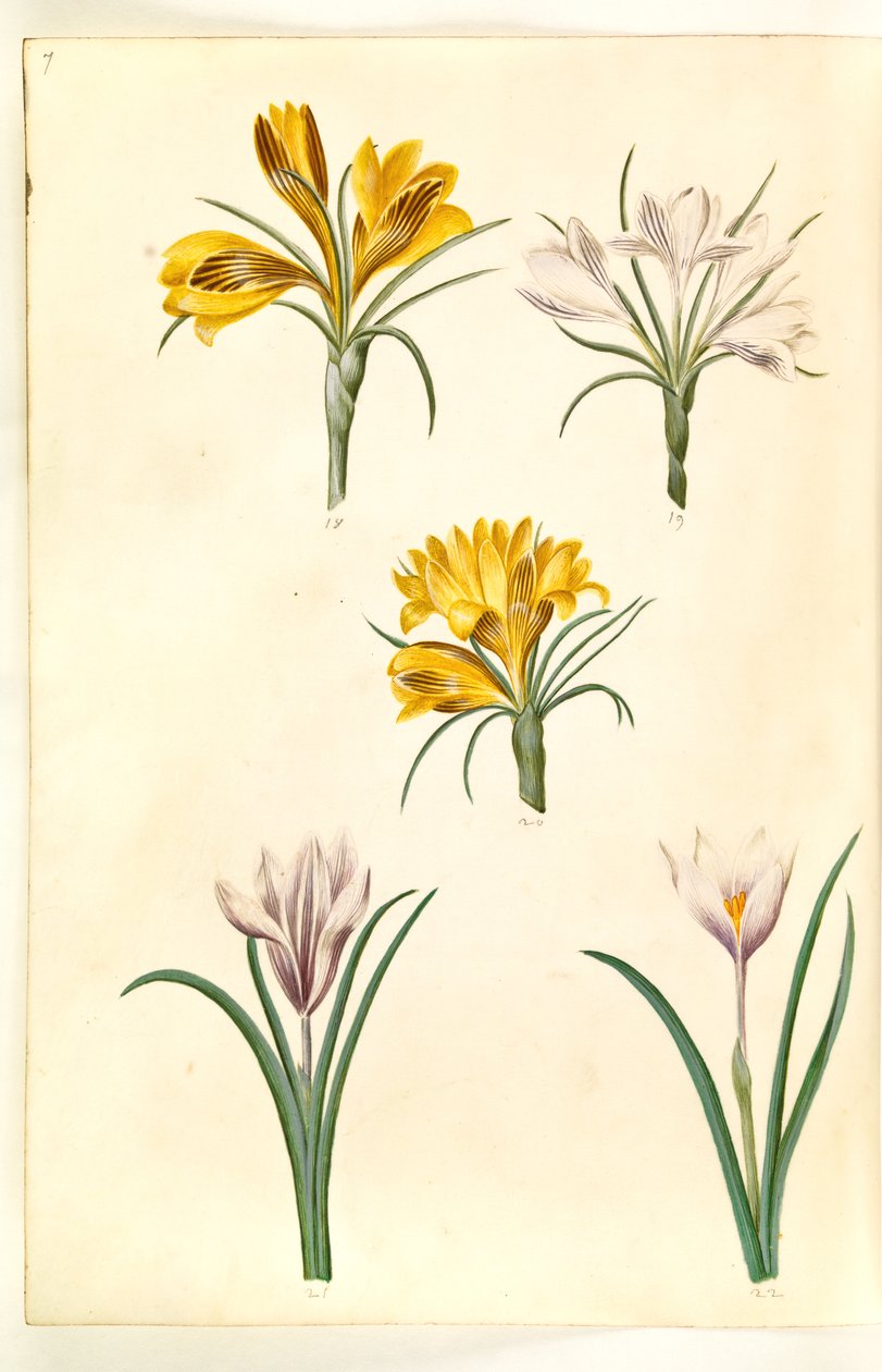 Crocus angustifolius; Crocus versicolor; Crocus vernus (?) by Hans Simon Holtzbecker