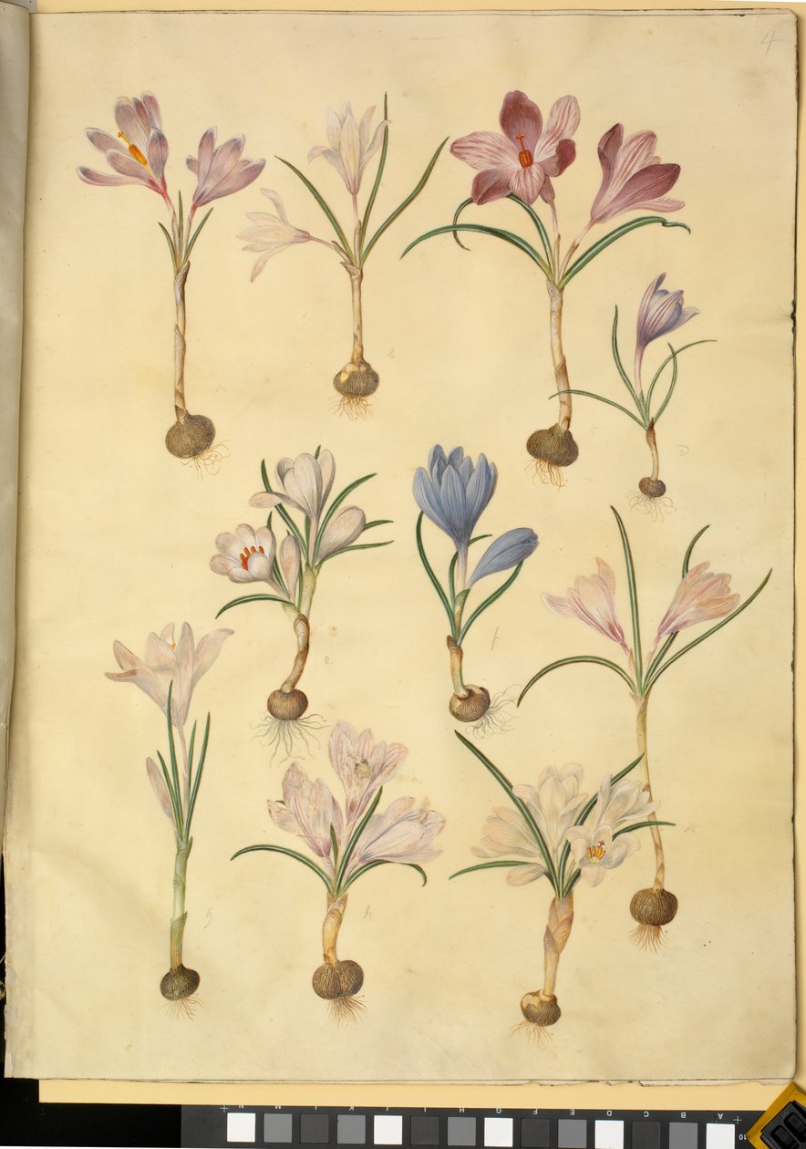 Crocus Vernus by Hans Simon Holtzbecker