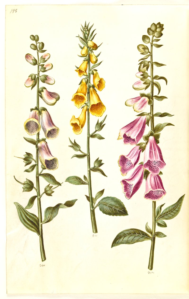 Digitalis purpurea (common foxglove); Digitalis grandiflora (large-flowered foxglove) by Hans Simon Holtzbecker