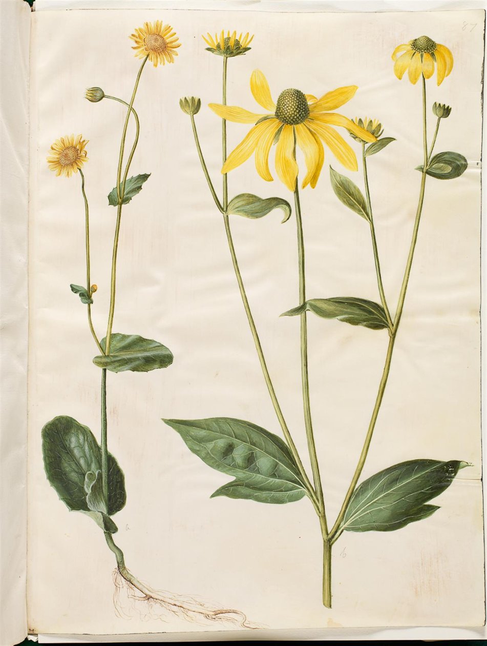 Doronicum Pardalianches; Rudbeckia Laciniata by Hans Simon Holtzbecker