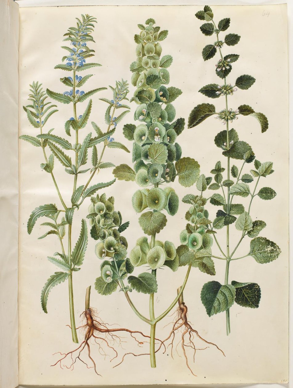Dracocephalum moldavica (Moldavian Dragonhead); Moluccella spinosa (Spiny Moluccella); Melissa officinalis (Lemon Balm) by Hans Simon Holtzbecker