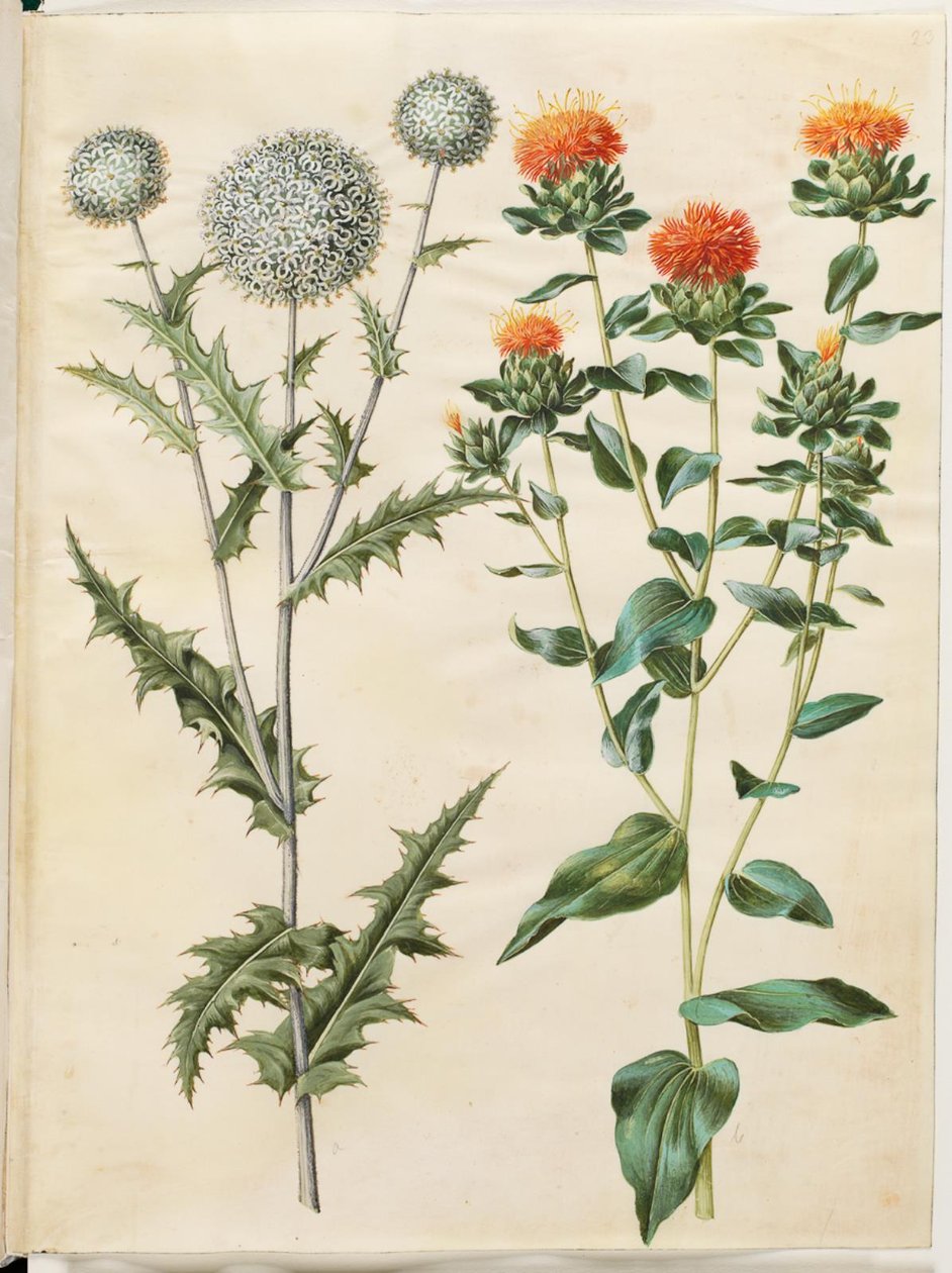 Echinops Sphaerocephalus (Common Globe Thistle); Carthamus Tinctorius (Safflower) by Hans Simon Holtzbecker