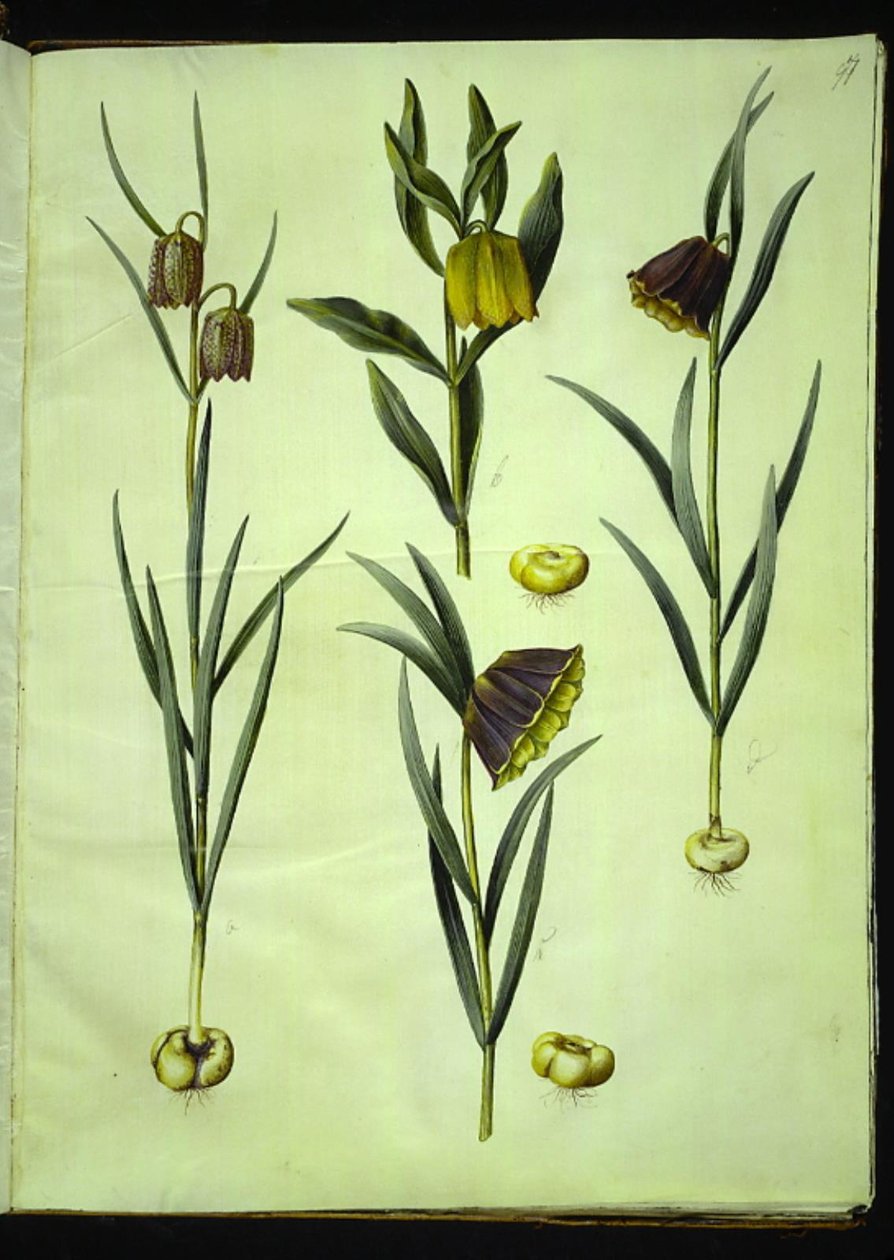 Fritillaria meleagris (almindelig vibeæg); Fritillaria aurea eller Fritillaria tubiformis & moggridgei (vibeæg); Fritillaria montana by Hans Simon Holtzbecker