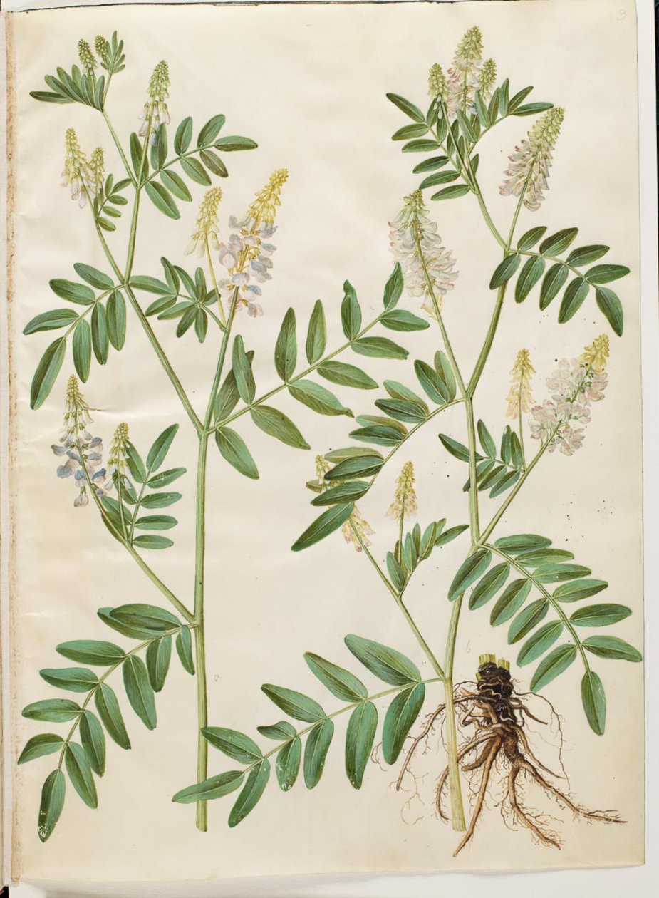 Galega officinalis (Medicinal Goat