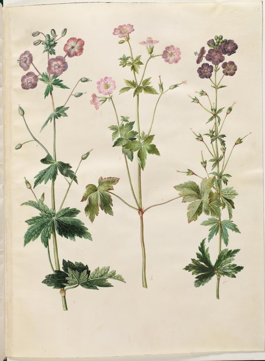 Geranium phaeum (dusky cranesbill); Geranium versicolor (pencilled cranesbill) by Hans Simon Holtzbecker