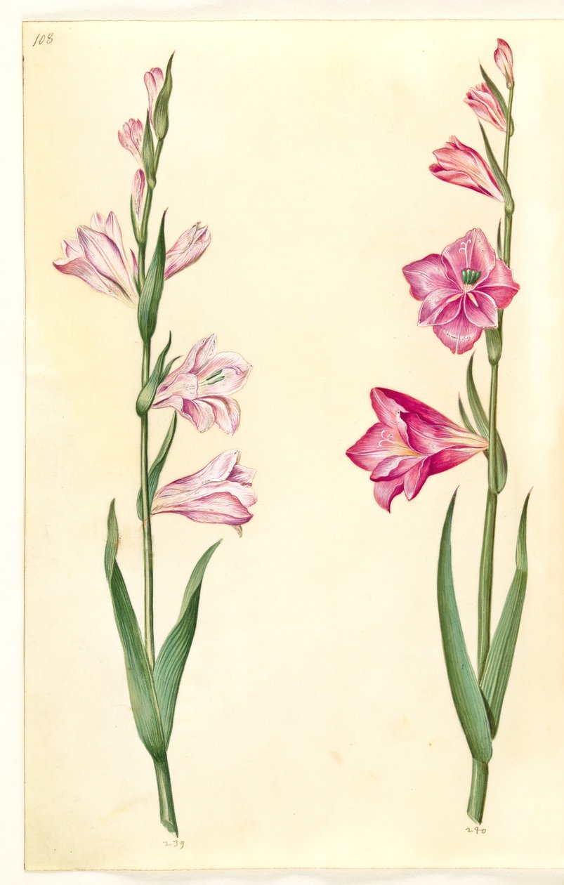 Gladiolus communis (almindelig gladiolus) by Hans Simon Holtzbecker