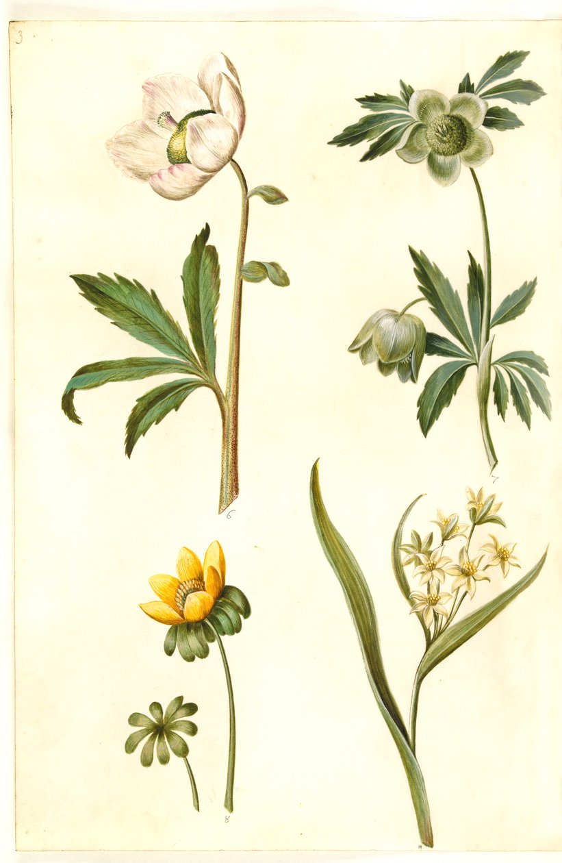 Helleborus Niger (Common Christmas Rose); Eranthis Hyemalis (Winter Aconite); Gagea Lutea (Yellow Star-of-Bethlehem) by Hans Simon Holtzbecker