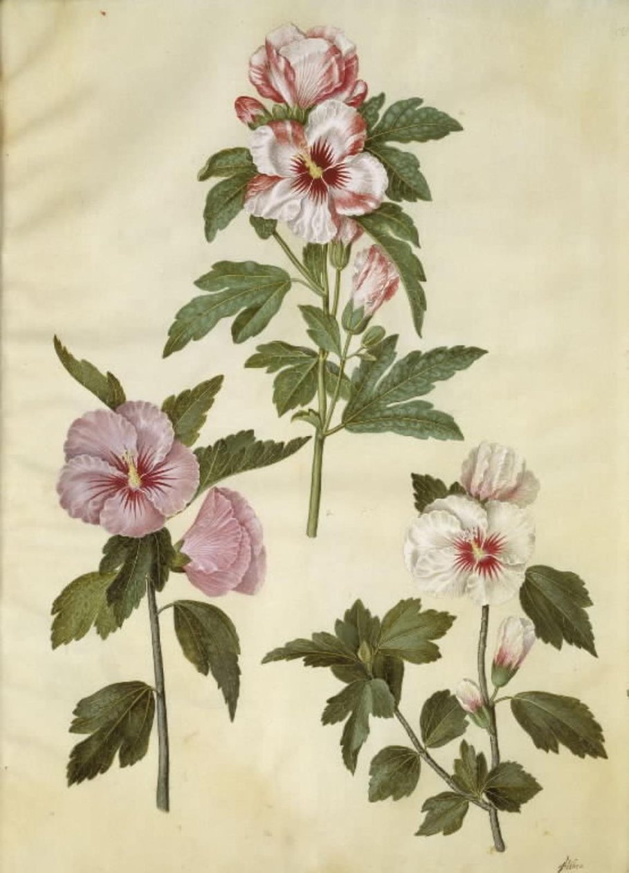 Hibiscus Syriacus by Hans Simon Holtzbecker