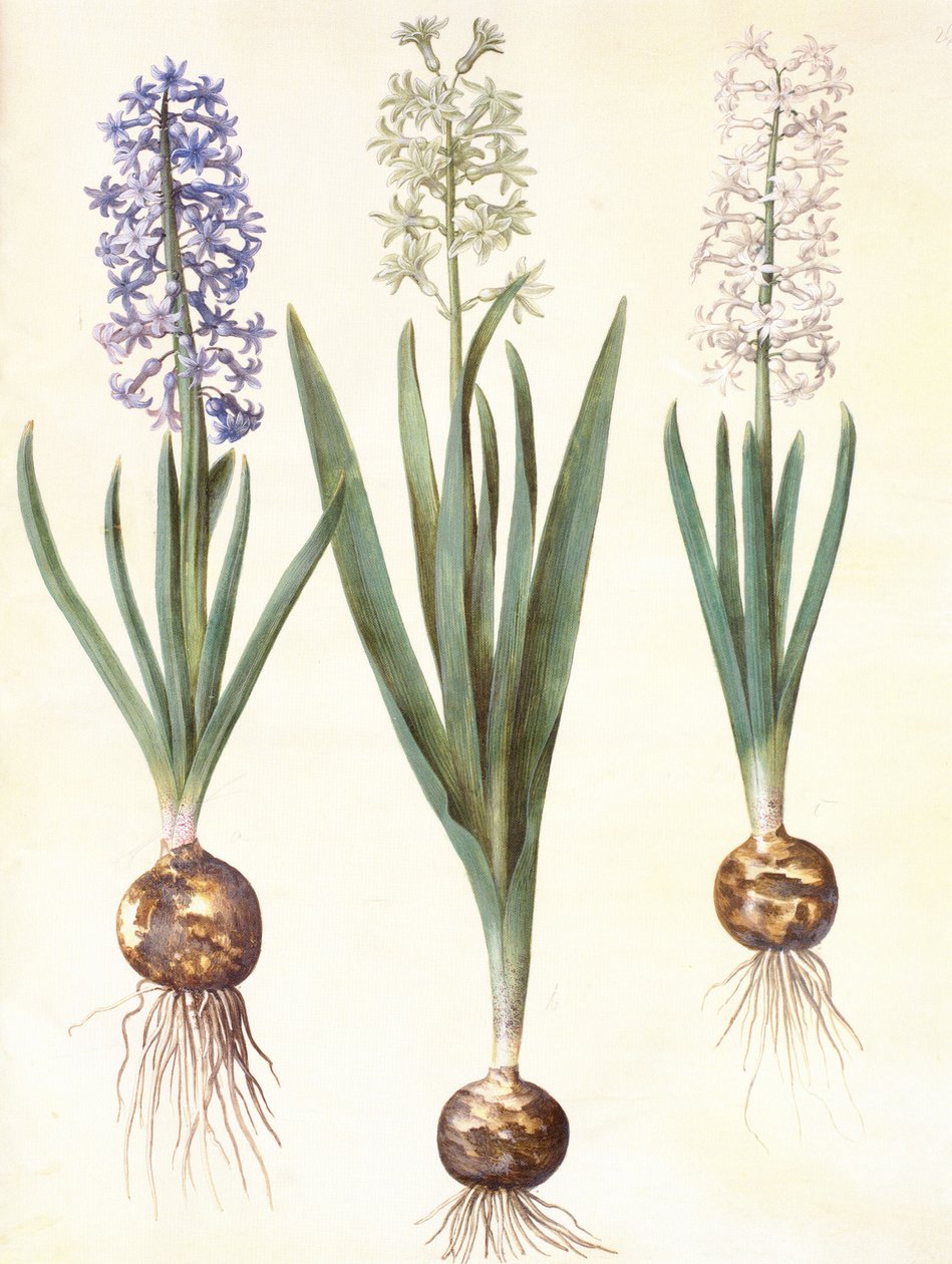 Hyacinthoides Orientalis by Hans Simon Holtzbecker