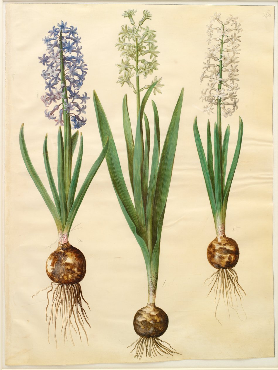 Hyacinthoides Orientalis by Hans Simon Holtzbecker