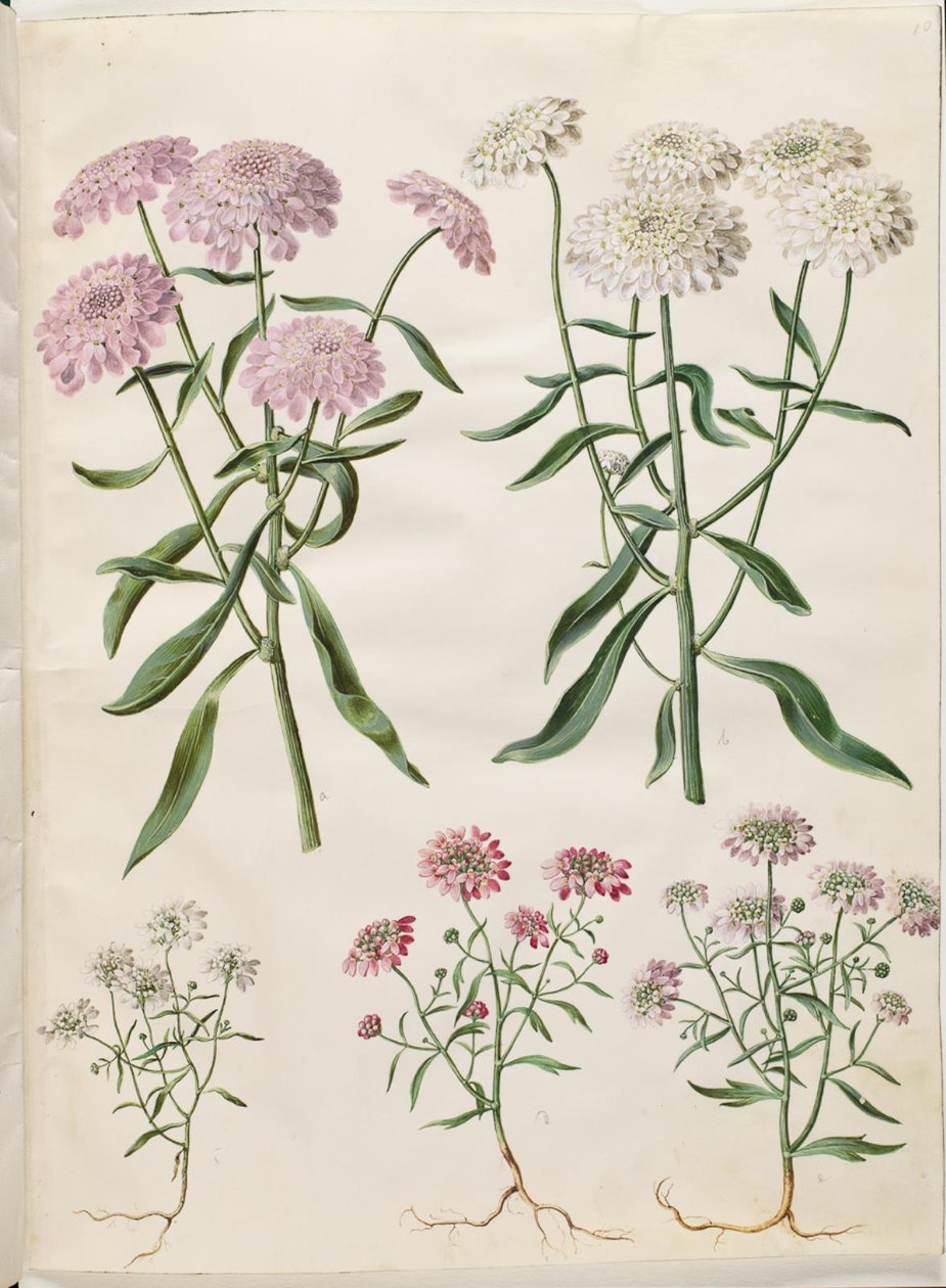 Iberis umbellata (skærm-sløjfeblomst); Iberis amara (bitter sløjfeblomst) by Hans Simon Holtzbecker