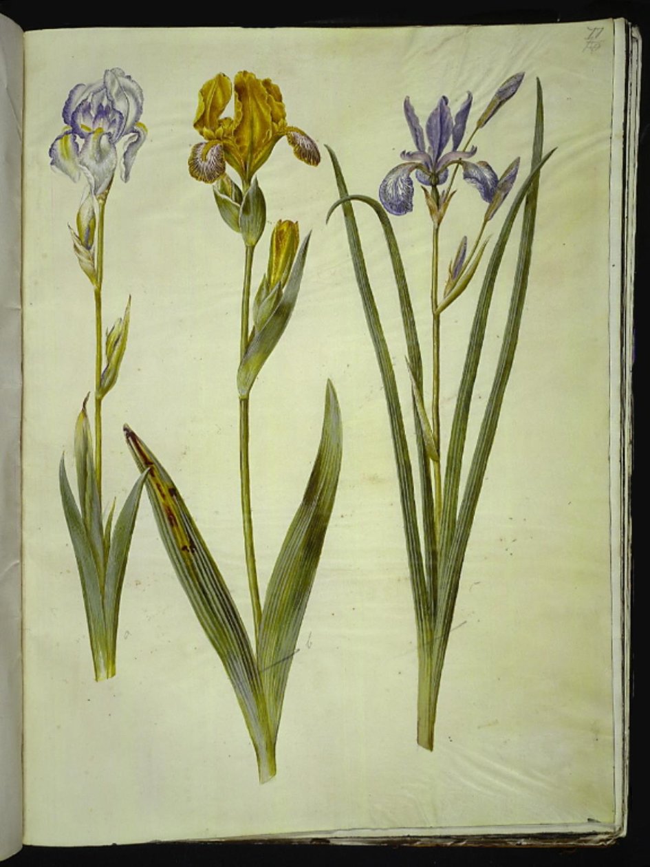 Iris Pallida (Pale Iris); Iris Variegata (Variegated Iris); Iris Sibirica (Siberian Iris) by Hans Simon Holtzbecker