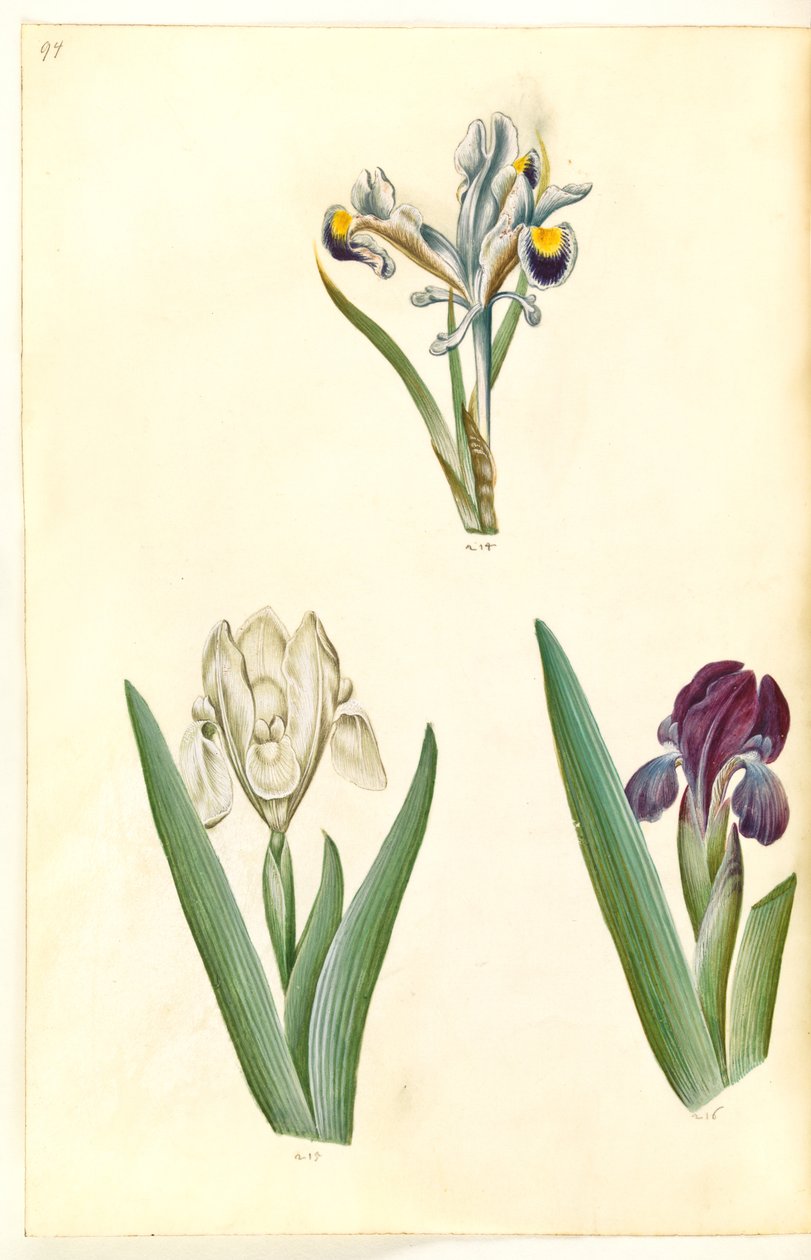 Iris persica (Persian Iris); Iris lutescens or Iris pumila (?) (Dwarf Iris or Low Iris) by Hans Simon Holtzbecker