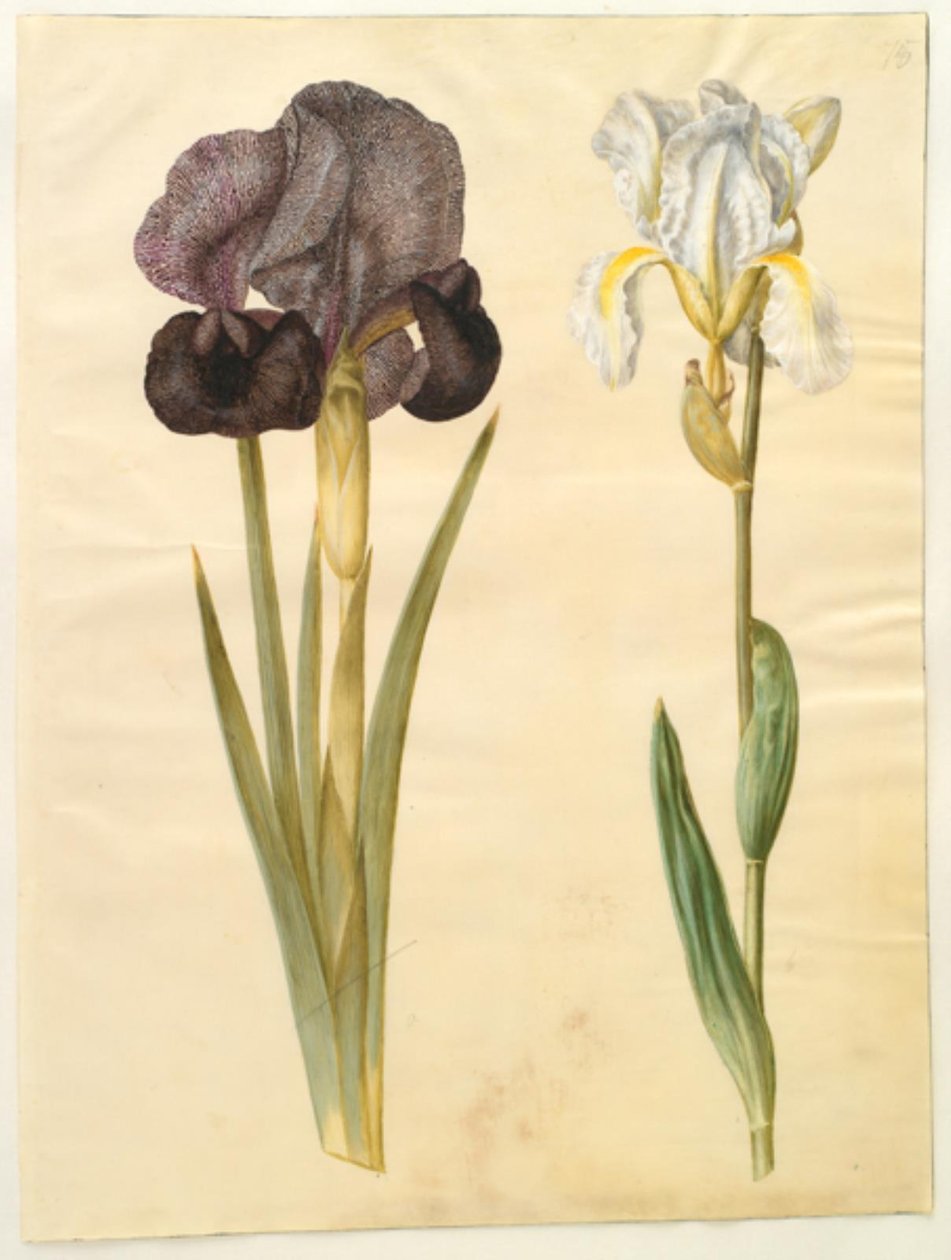 Iris susiana (mourning iris); Iris ×florentina (violet root) by Hans Simon Holtzbecker