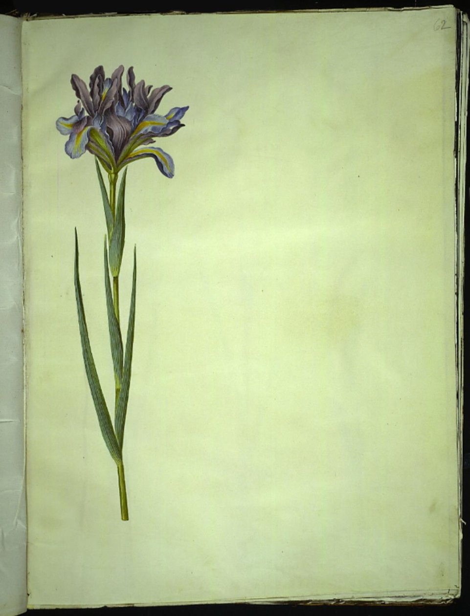 Iris xiphium (Spanish iris) by Hans Simon Holtzbecker