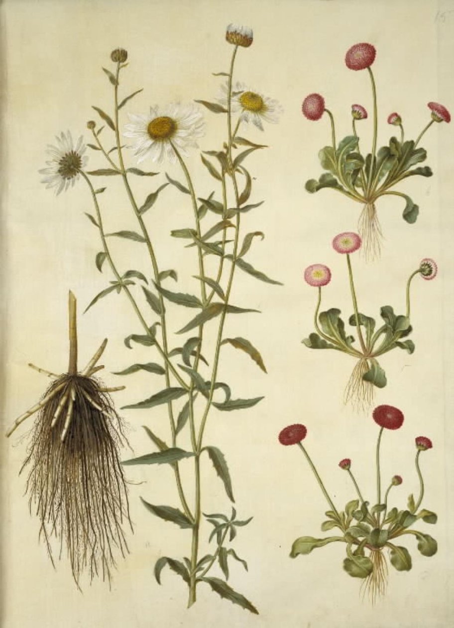 Leucanthemum vulgare (Oxeye Daisy); Bellis perennis (Common Daisy) by Hans Simon Holtzbecker