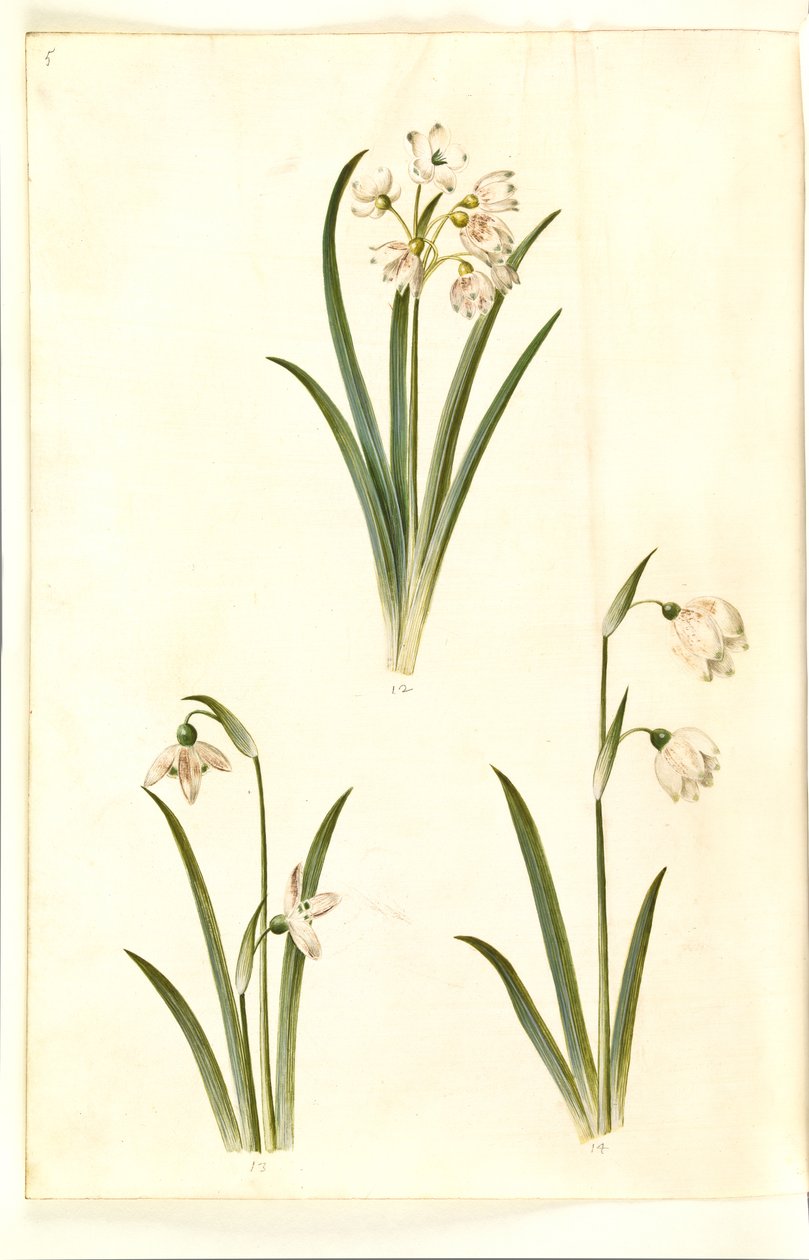Leucojum Aestivum (Summer Snowflake); Galanthus Nivalis (Common Snowdrop); Leucojum Vernum (Spring Snowflake) by Hans Simon Holtzbecker