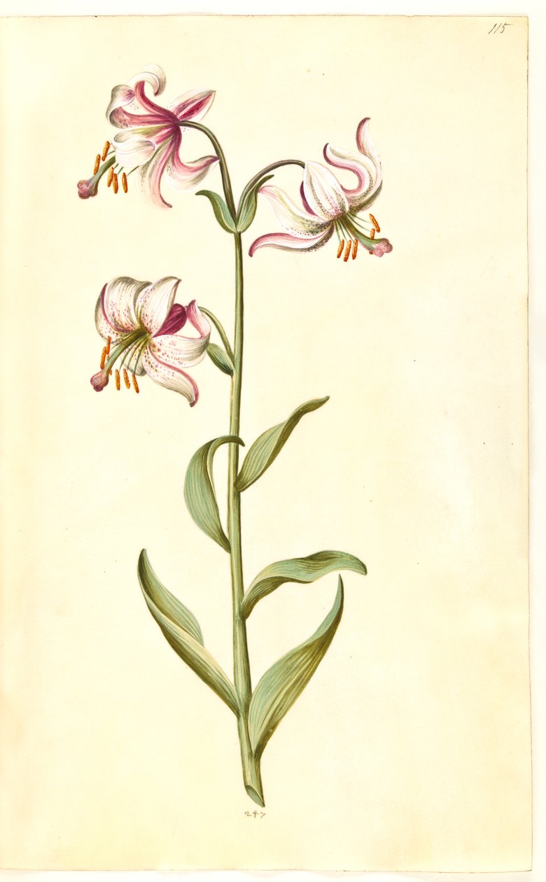 Lilium martagon (martagon lily) by Hans Simon Holtzbecker